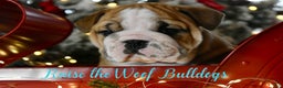 English Bulldog dogs for sale: Dwight - Ad 1