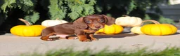 Dachshund dogs for sale: Mudge - Ad 4