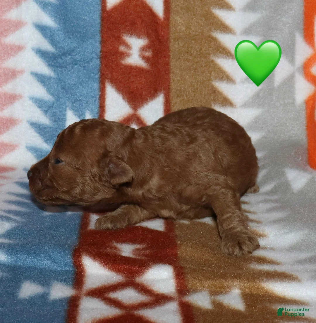 Toy Poodle dogs for sale: Reserved Summer’s red male - Ad 2