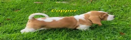 Basset Hound dogs for sale: Copper - Ad 3