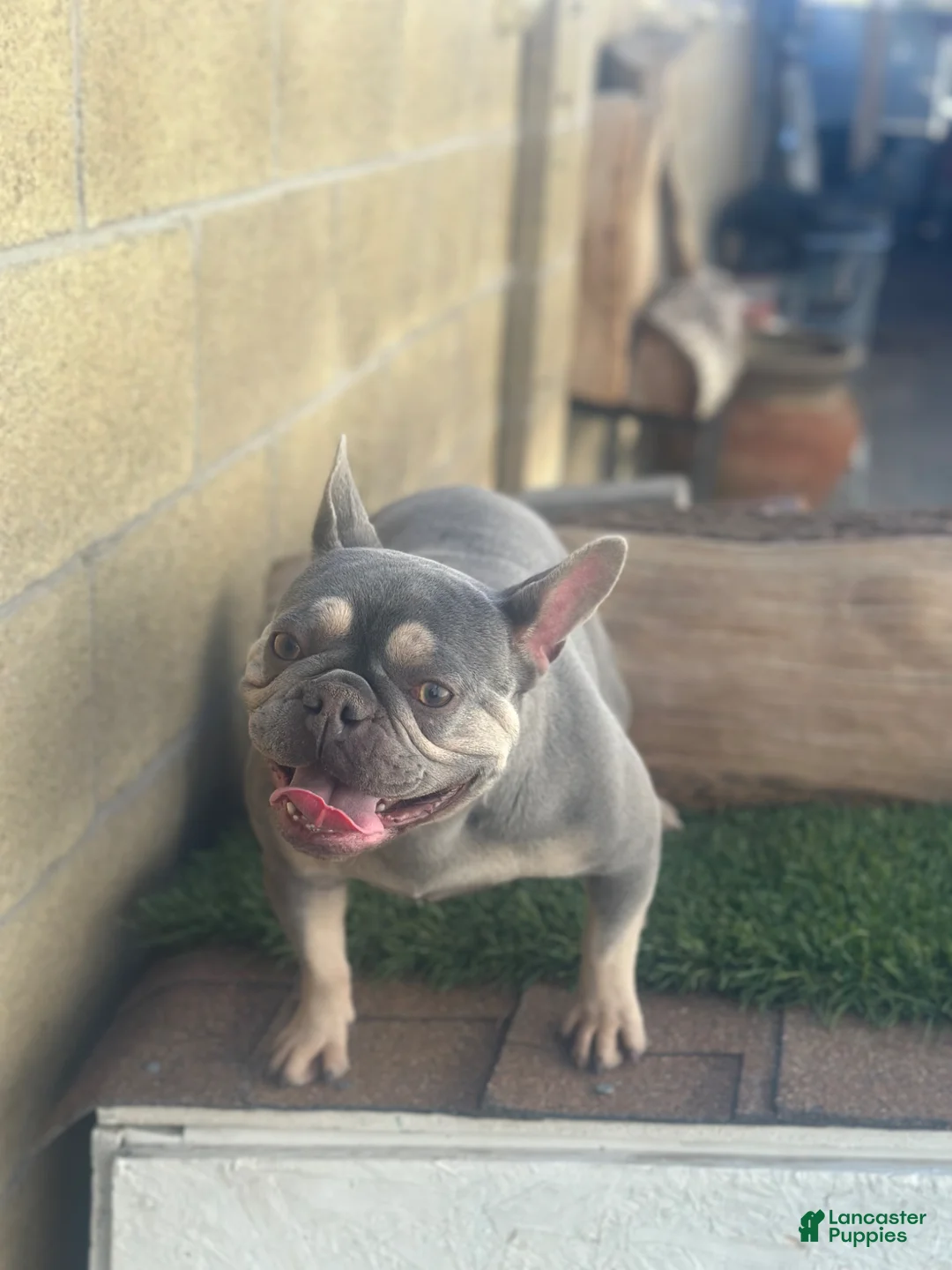French Bulldog dogs for sale: Channell - Ad 1