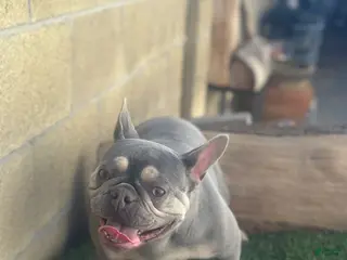 French Bulldog dogs for sale: Channell - Ad 1