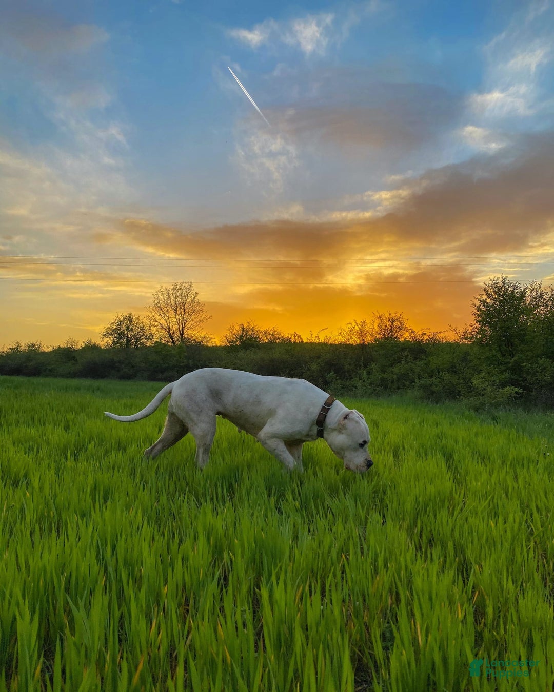 Dogo Argentino dogs for sale: Venum - Ad 7