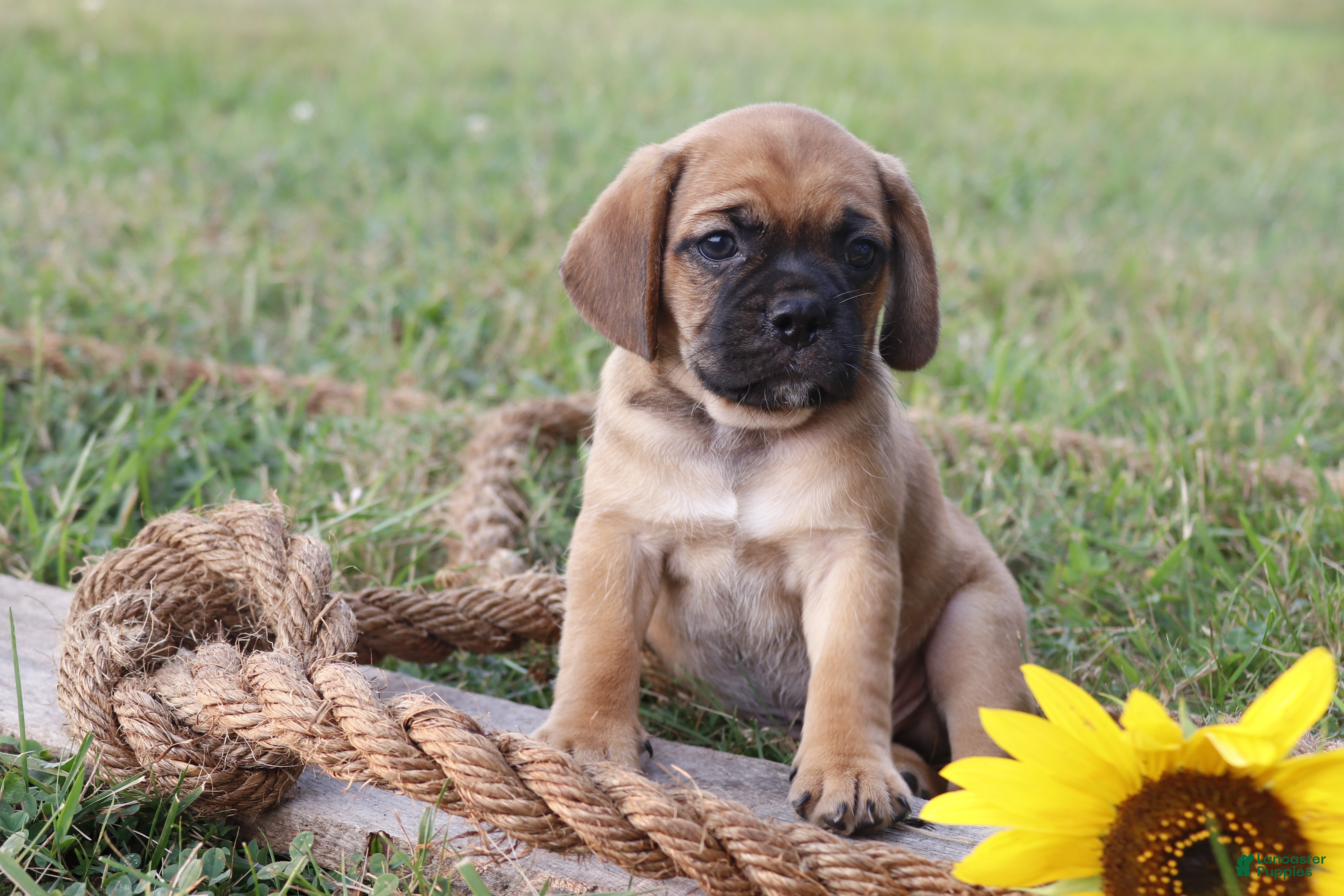 Puggle dogs Asher - Ad 37