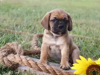 Puggle dogs Asher - Ad 23