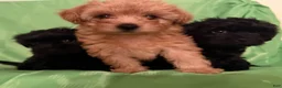 Yorkiepoo dogs for sale: Nami - Ad 7
