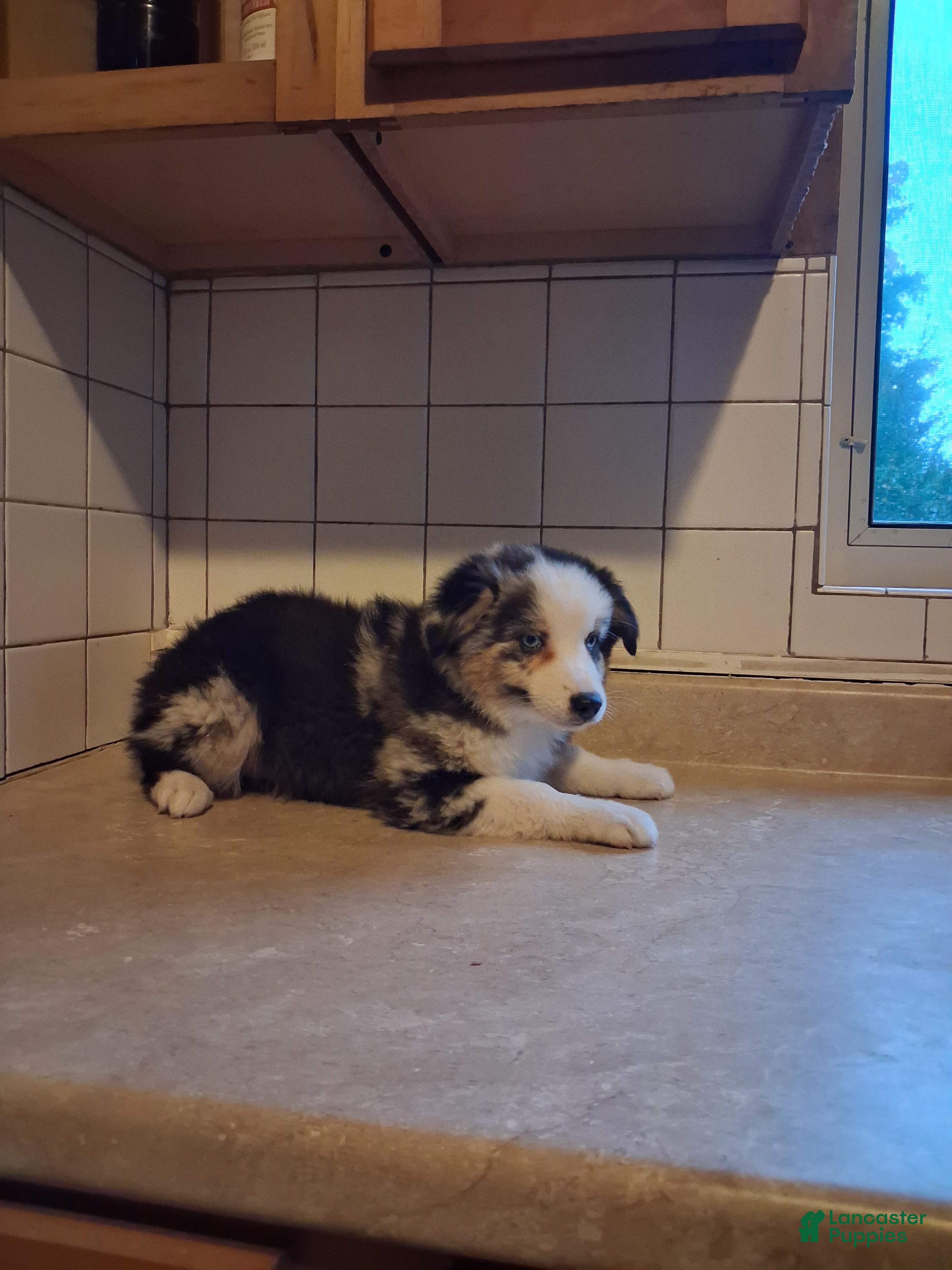 Miniature Australian Shepherd dogs Janet - Ad 2