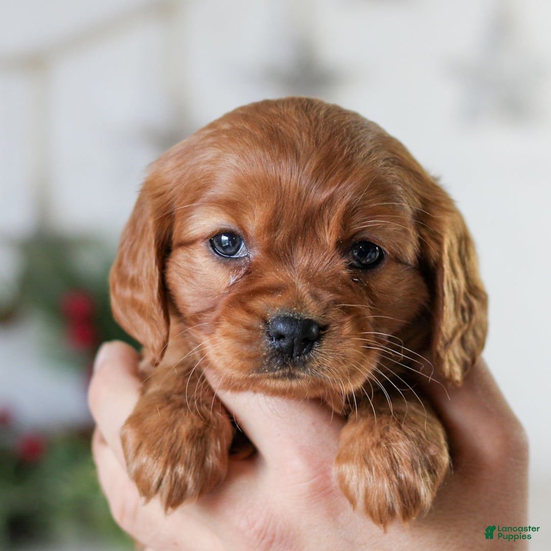 Miniature Golden Retriever dogs for sale: Daisy Mae  - Ad 1