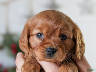 Miniature Golden Retriever dogs Daisy Mae - Ad 16