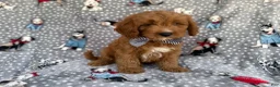 Cavapoo dogs for sale: Benson - Ad 4