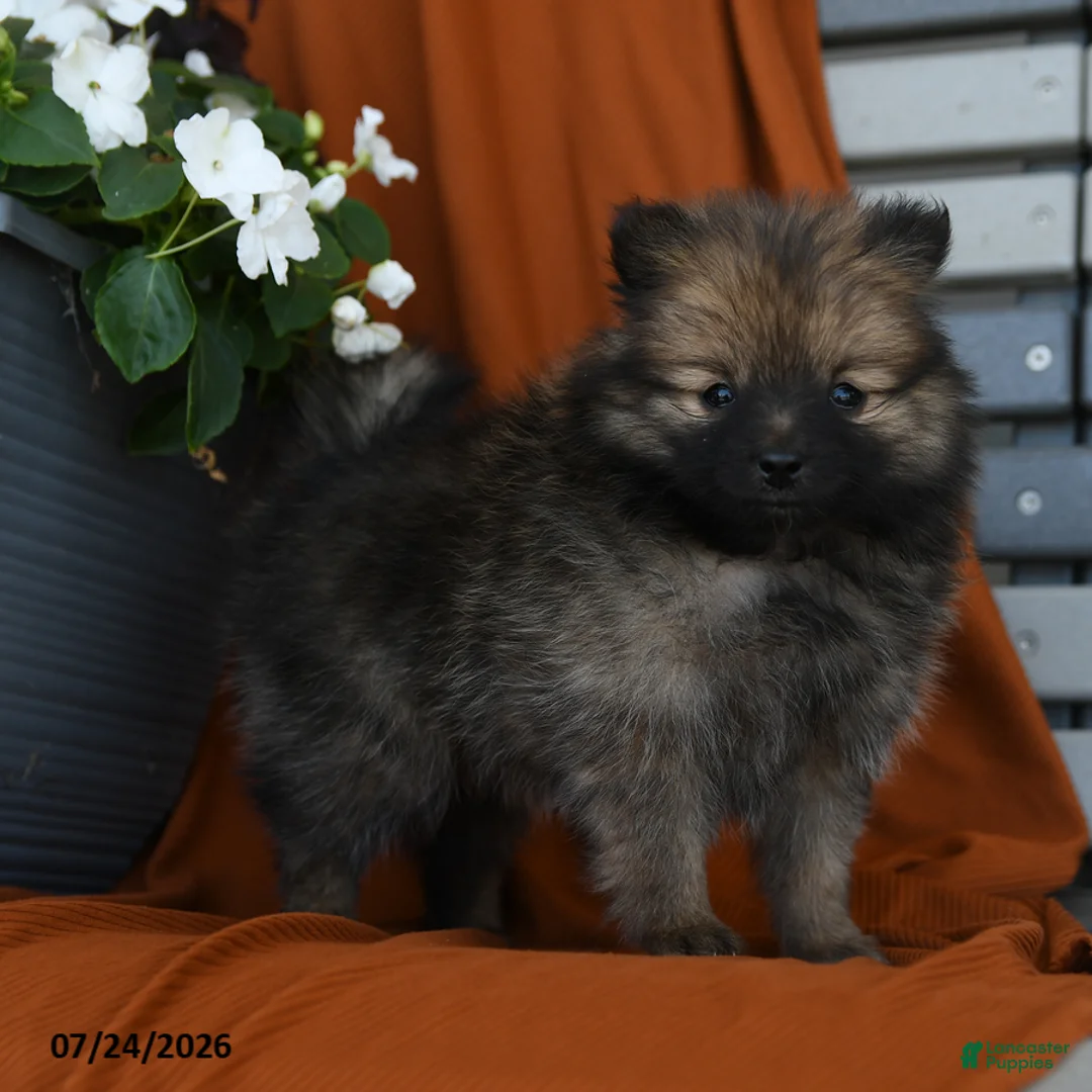 Pomeranian dogs for sale: Kitkat - Ad 3