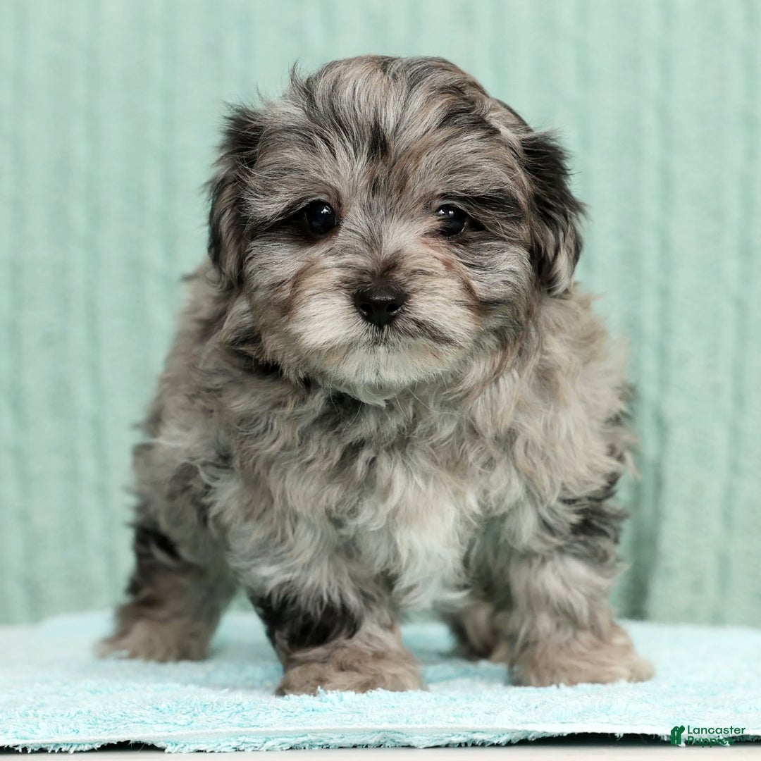 Pomapoo dogs for sale: Thad - Ad 2