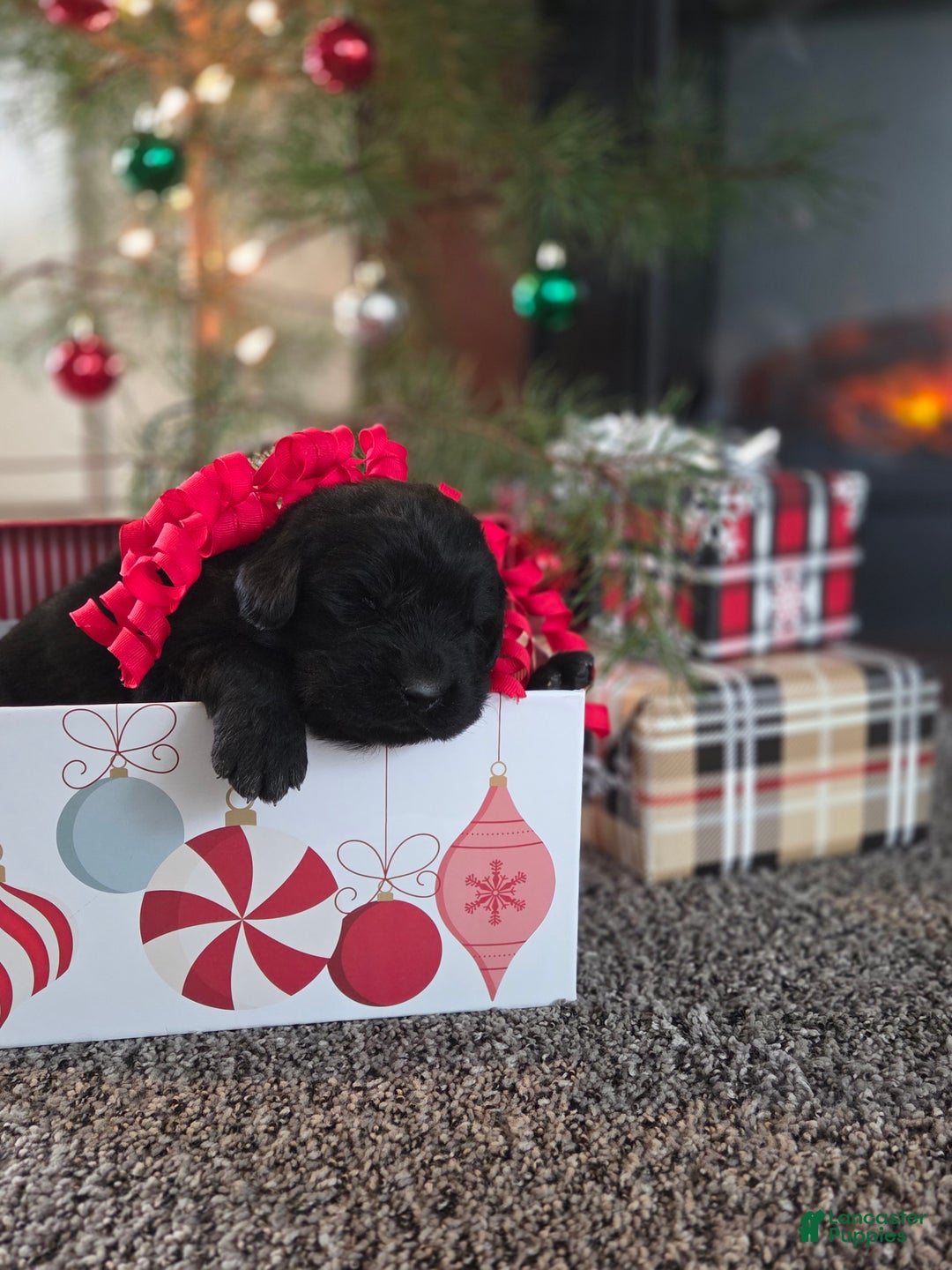 Newfoundland dogs for sale: Holly  - Ad 4