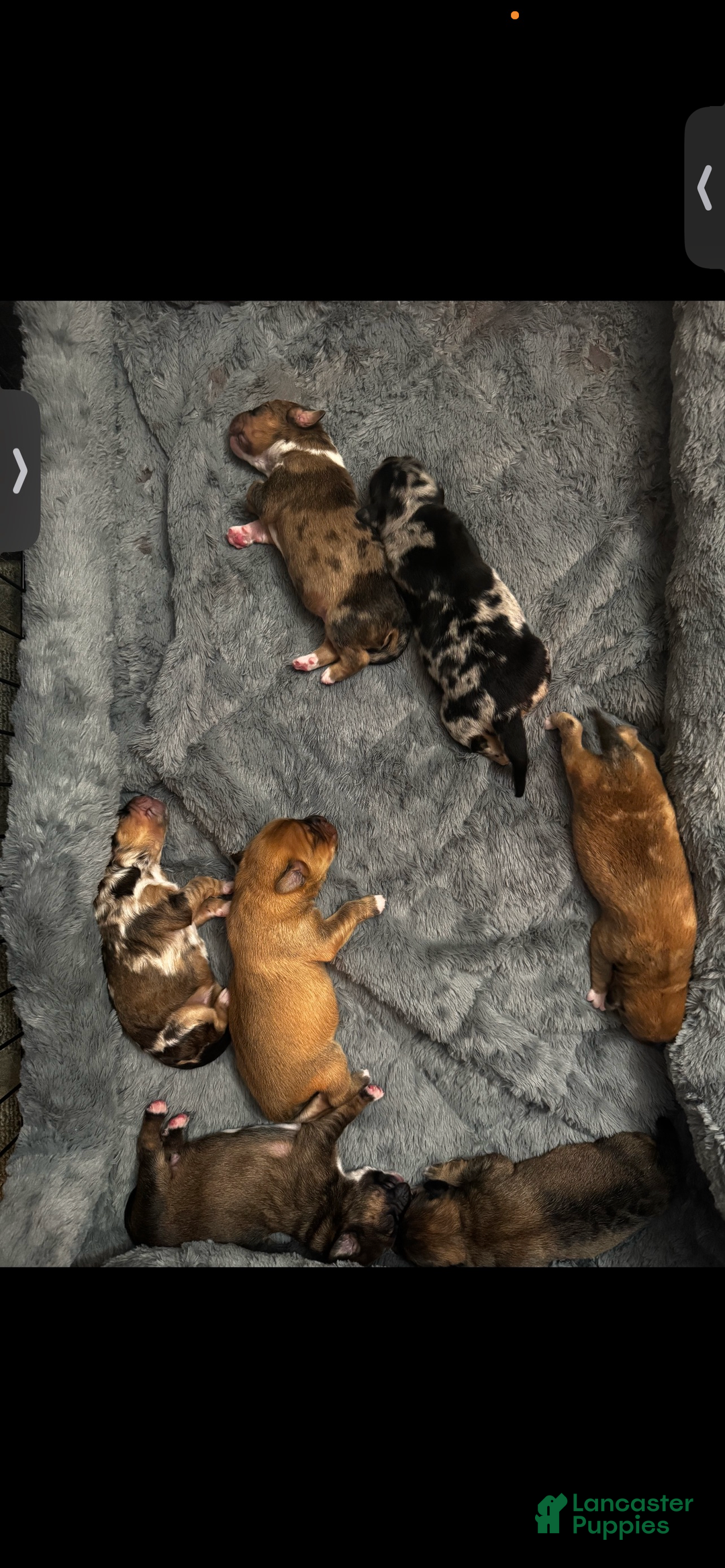 Mixed Breed dogs for sale: Roman - Ad 3