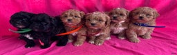 Shihpoo dogs for sale: MARLIE - Ad 9