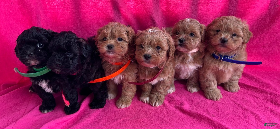 Shihpoo dogs for sale: MARLIE - Ad 9