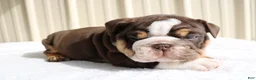 English Bulldog dogs for sale: Blaze - Ad 5