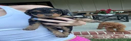 Mini Aussiedoodle dogs for sale: Fudge - Ad 4