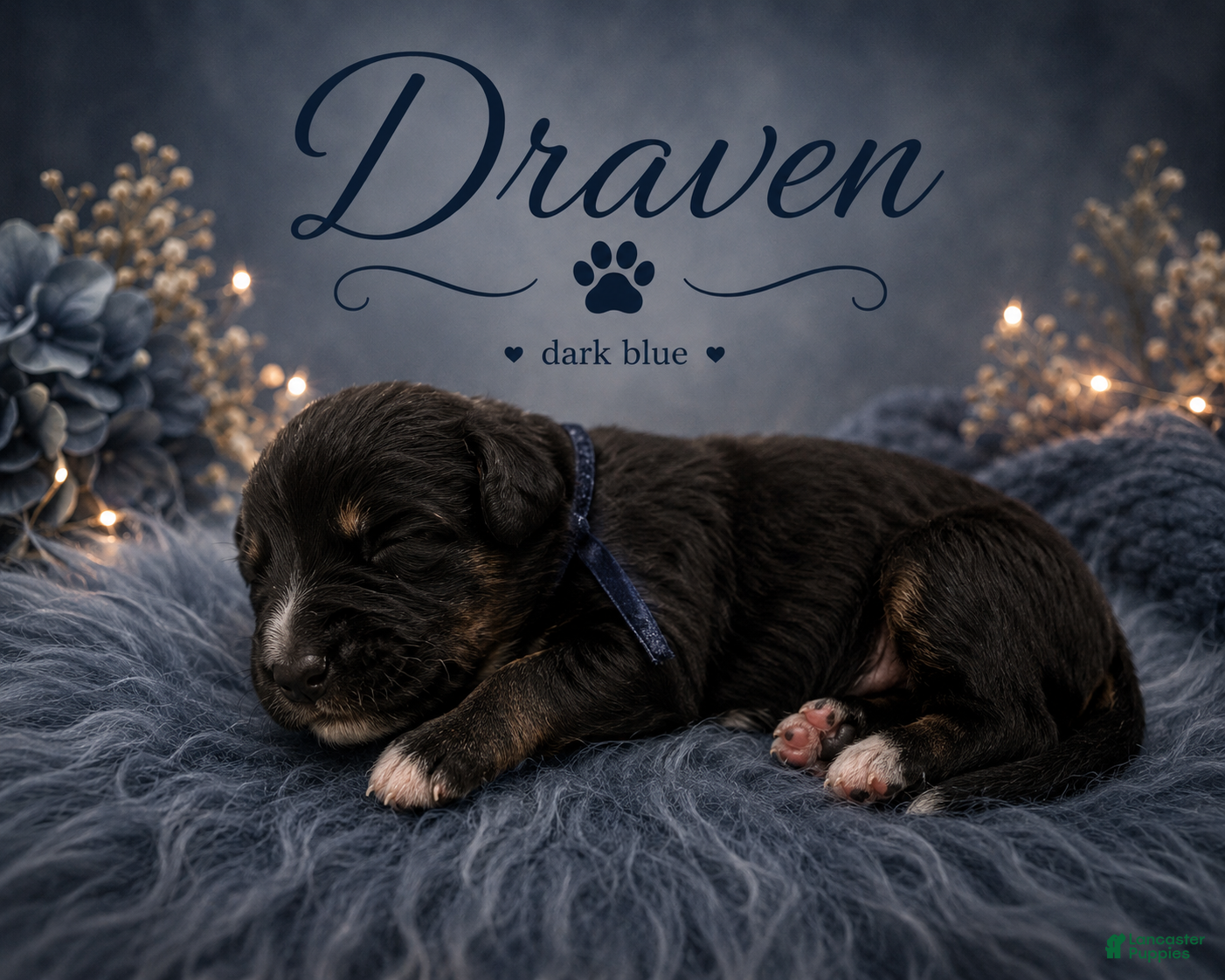 Mixed Breed dogs Draven - Ad 1