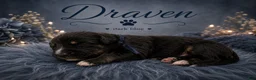Mixed Breed dogs for sale: Draven - Ad 1