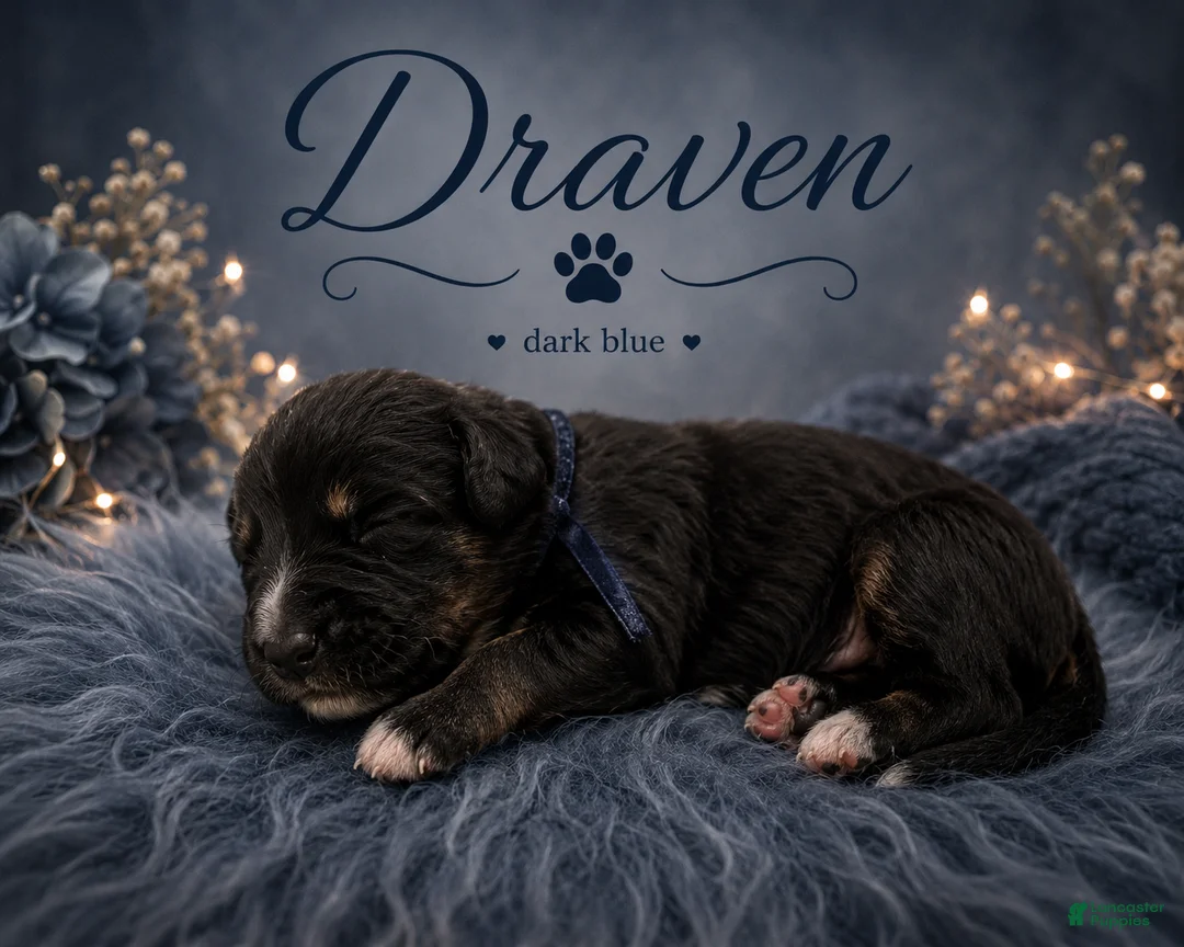 Mixed Breed dogs for sale: Draven - Ad 1