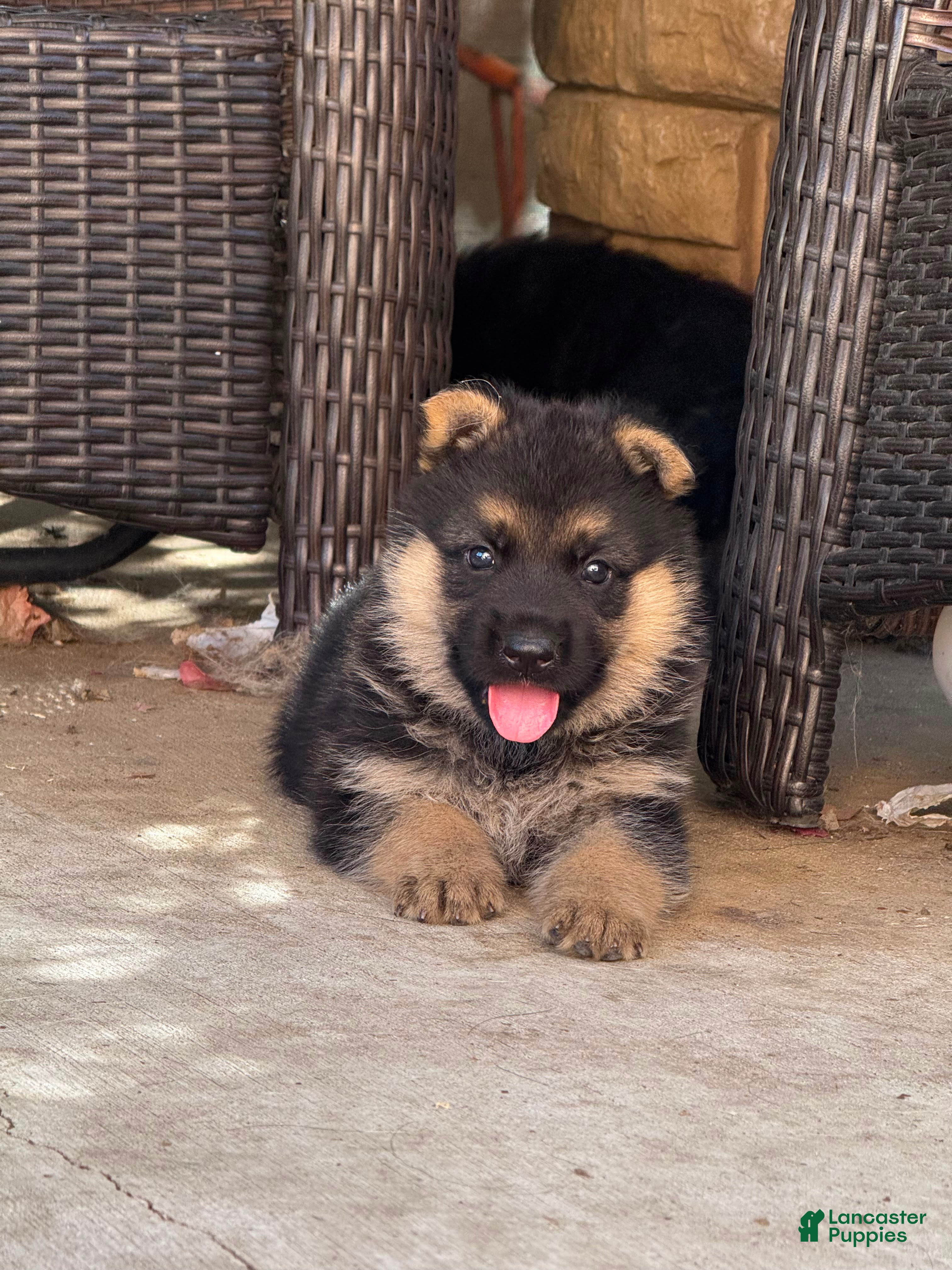 German Shepherd dogs German Shepherd 4 - Ad 39