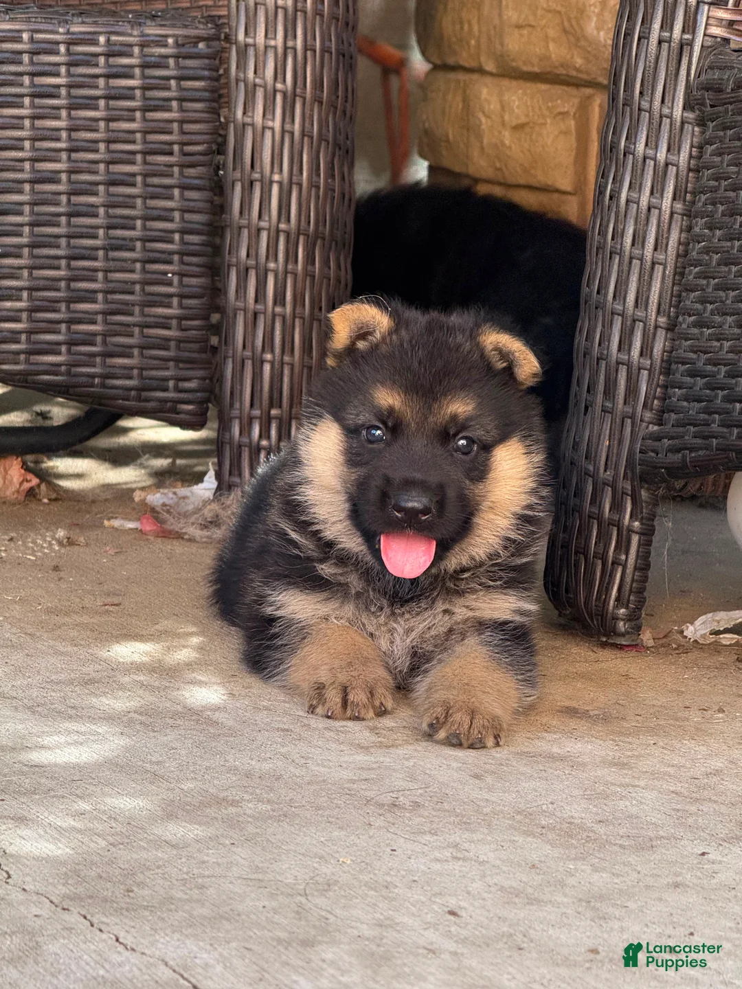 German Shepherd dogs for sale: German Shepherd 4 - Ad 1