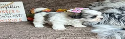 Malshi dogs for sale: Princess Aurora - Ad 4