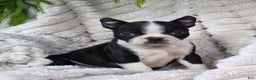 Boston Terrier dogs for sale: Kameron - Ad 4