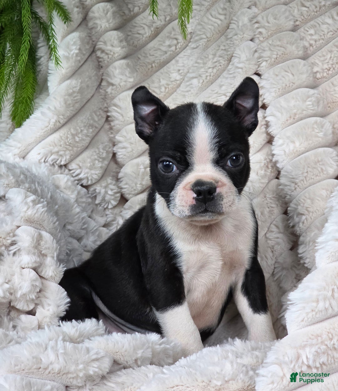 Boston Terrier dogs for sale: Kameron - Ad 4