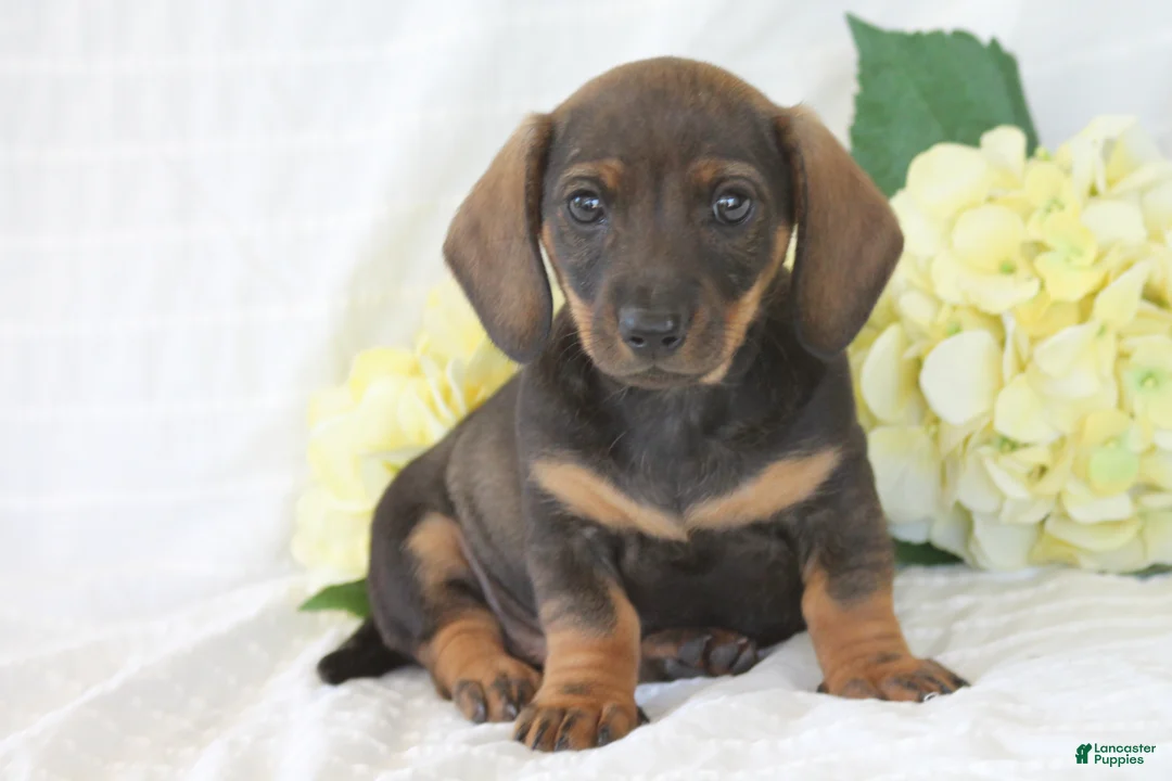 Dachshund dogs for sale: Teddy - Ad 3