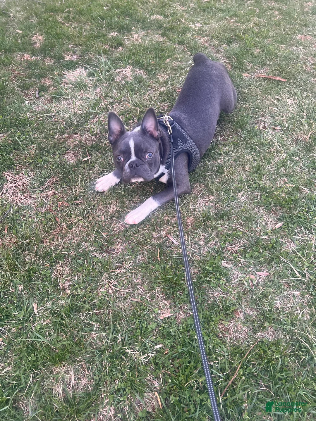 Border Terrier dogs for sale: Border Terrier Puppy 1 - Ad 4