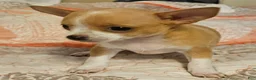 Chihuahua dogs for sale: Sue - Ad 2