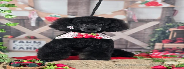 Onyx