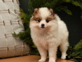 Pomeranian dogs Merry - Ad 28