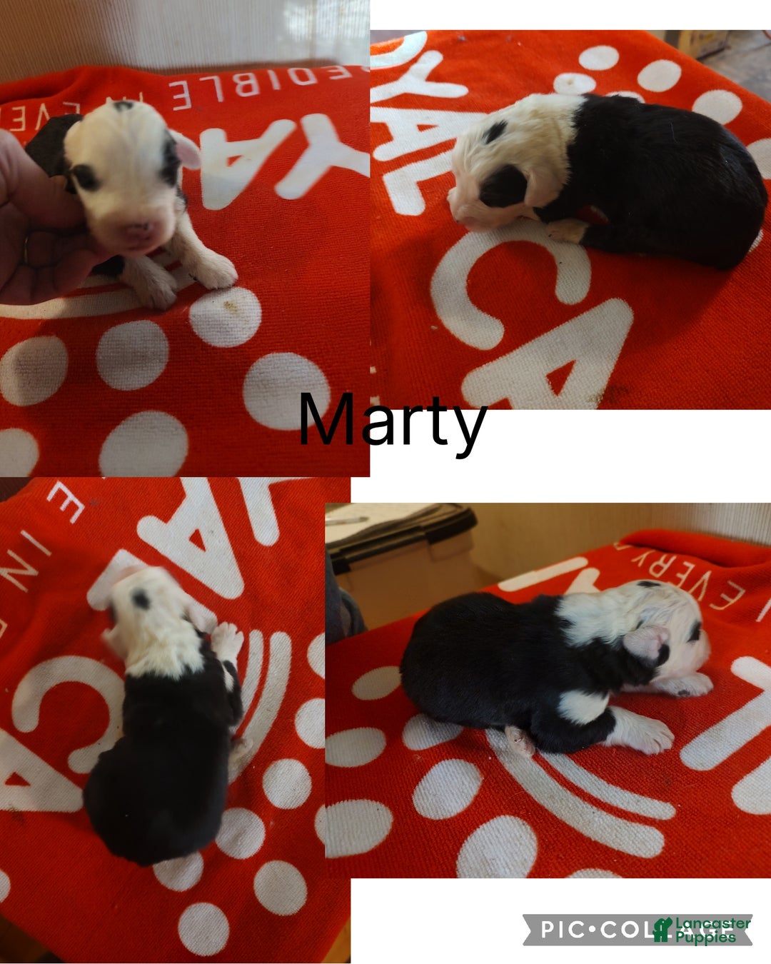 Old English Sheepdog dogs for sale: Old English Sheepdog Puppy 5 - Ad 1