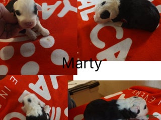 Old English Sheepdog dogs Old English Sheepdog Puppy 5 - Ad 24