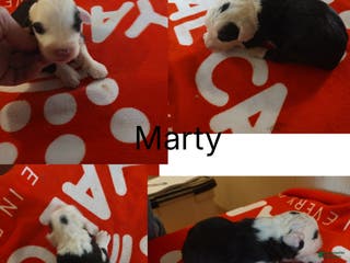 Old English Sheepdog dogs Old English Sheepdog Puppy 5 - Ad 27