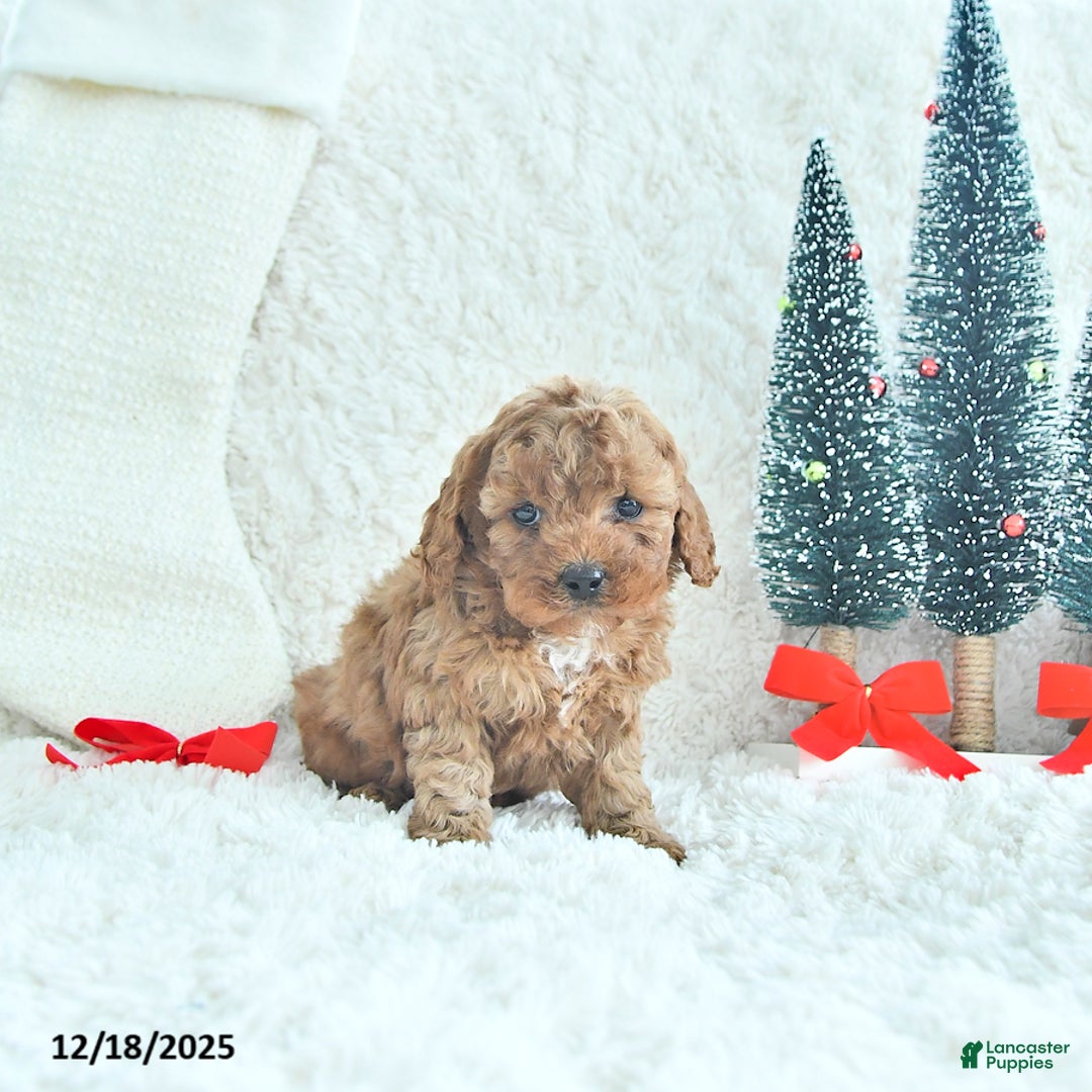 Cavapoo dogs for sale: Tinsel - Ad 2
