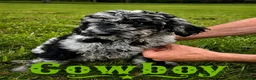 Standard Poodle dogs for sale: Cowboy - Ad 4