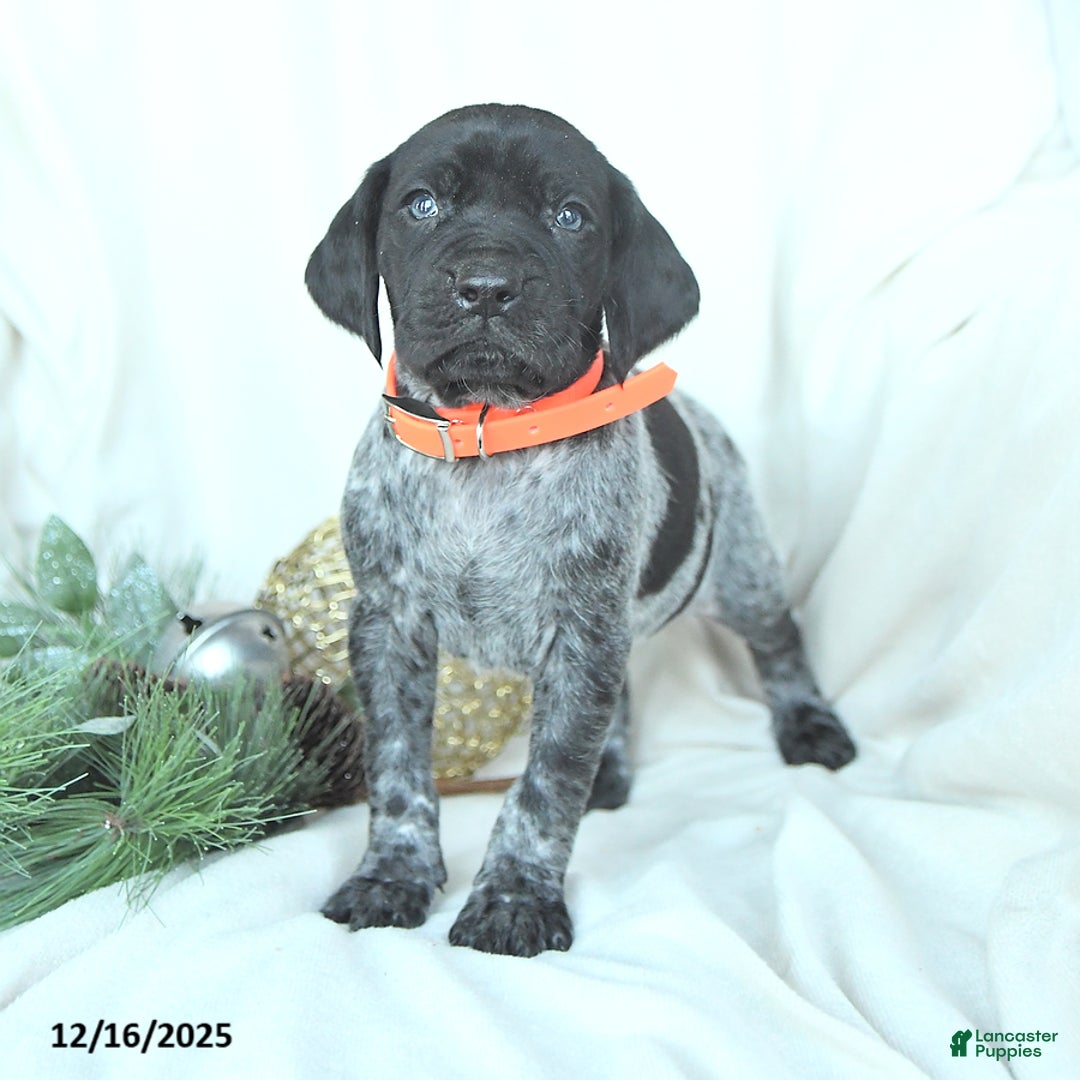 German Shorthaired Pointer dogs for sale: Dexter - Ad 2