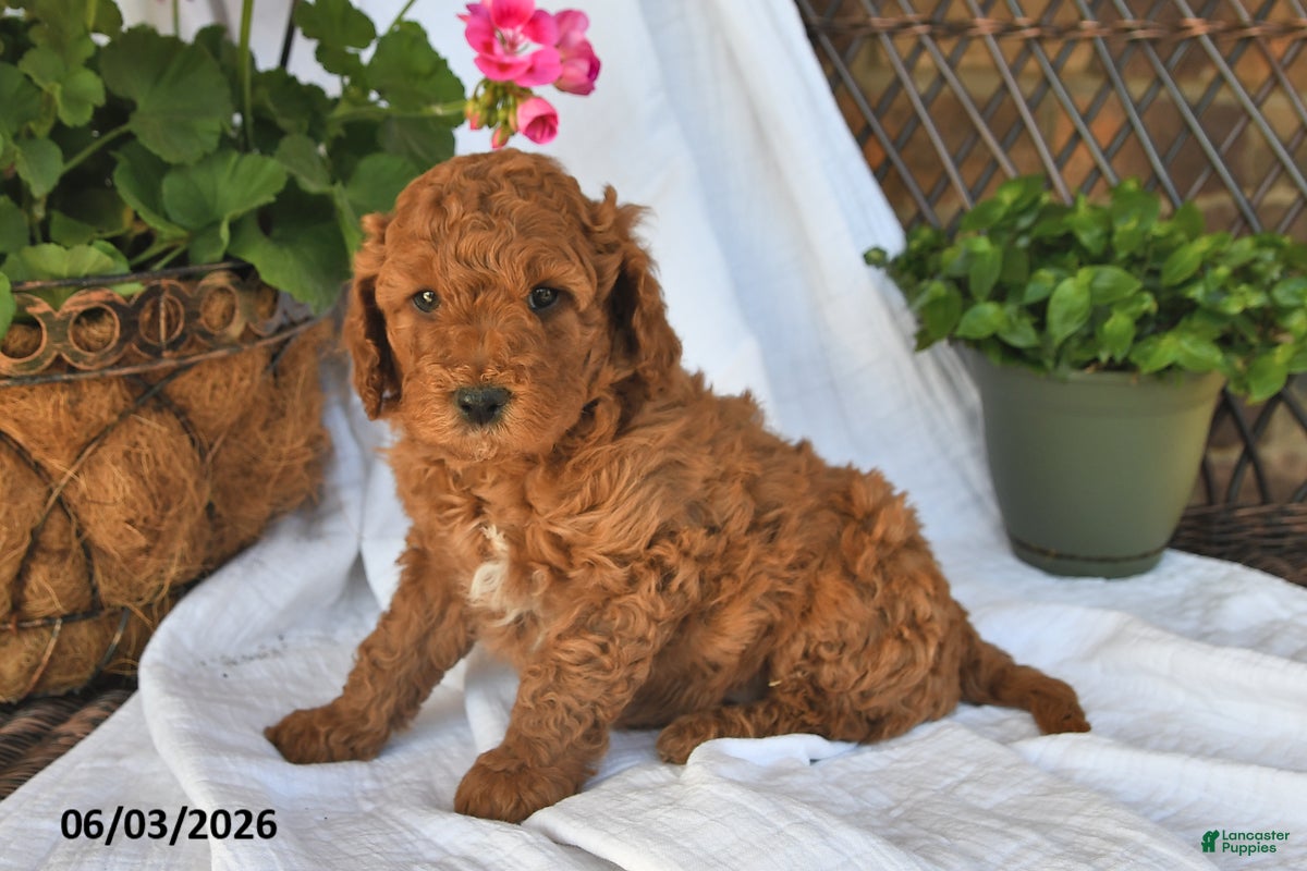 Mini Goldendoodle dogs for sale: Maxwell - Ad 3