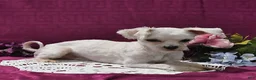 Maltese dogs for sale: Toby - Ad 7