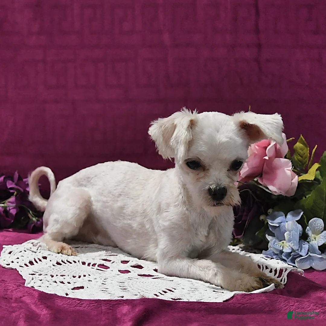 Maltese dogs for sale: Toby - Ad 7