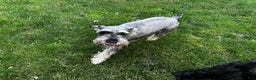 Standard Schnauzer dogs for sale: Cinnamon  - Ad 2