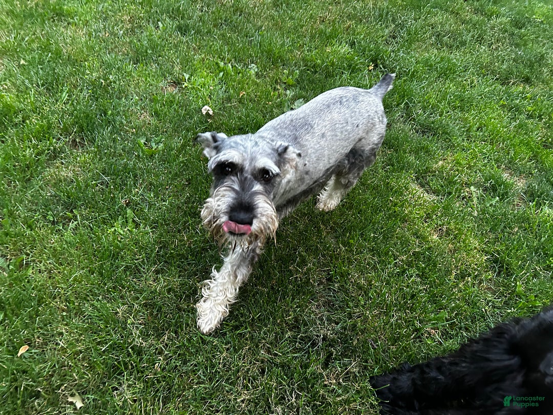 Standard Schnauzer dogs for sale: Cinnamon  - Ad 2