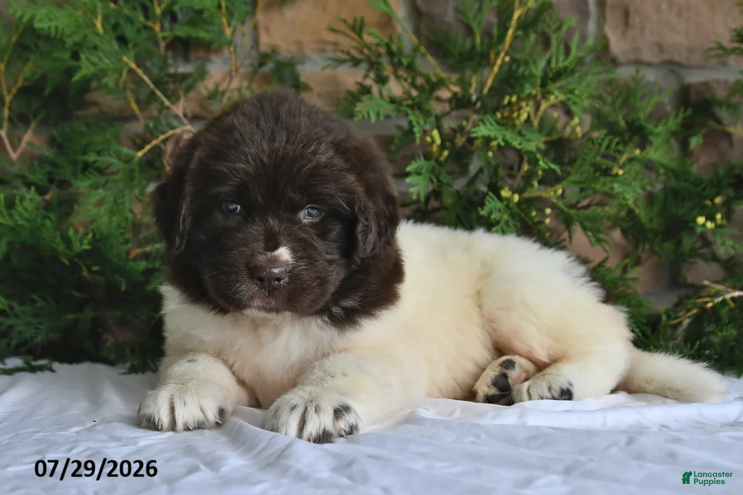 Newfoundland dogs for sale: Macy - Ad 2