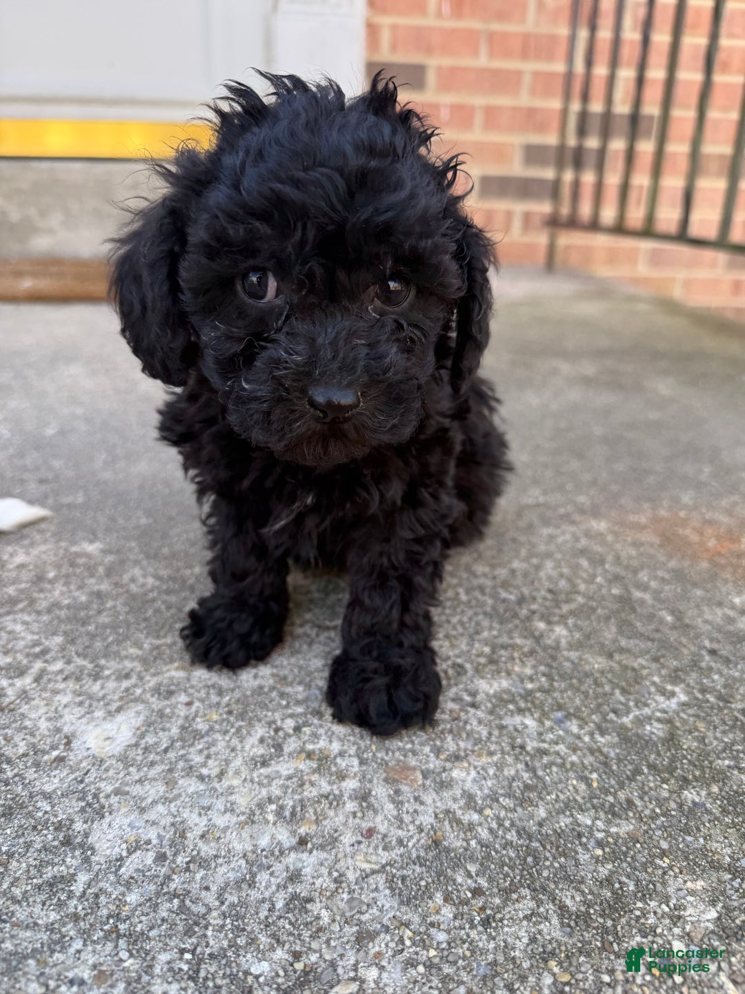 Toy Poodle dogs for sale: Toy Poodle Puppy 1 - Ad 2