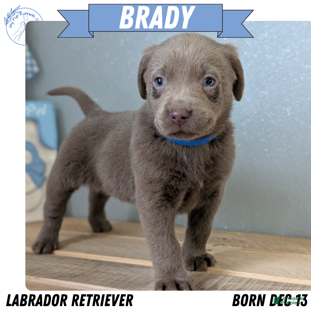 Labrador Retriever dogs Brady - Ad 13
