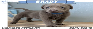 Brady
